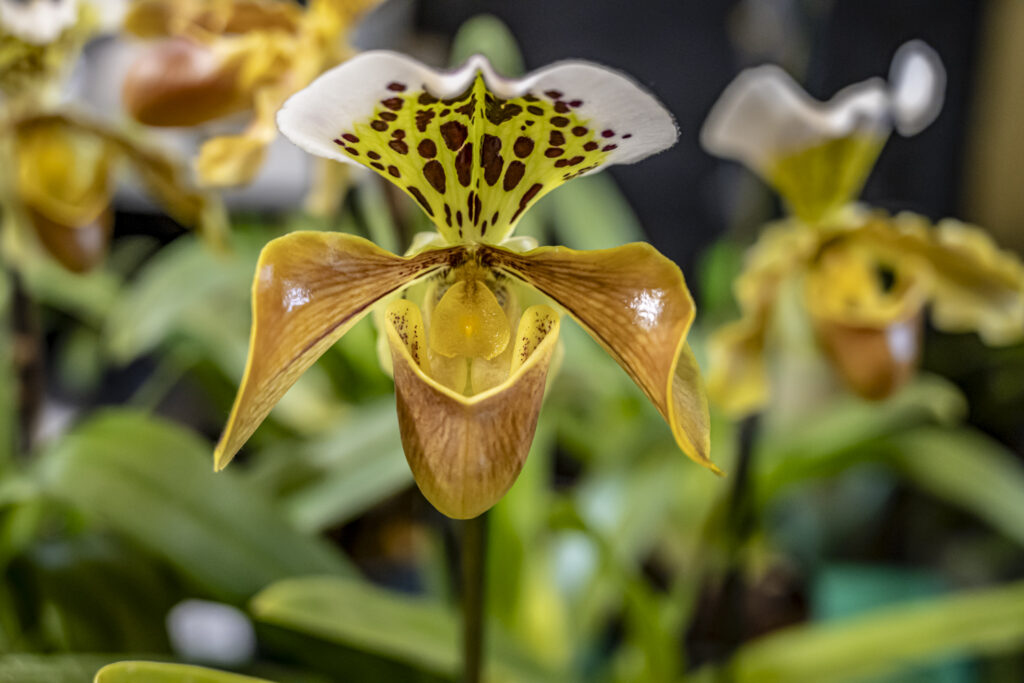 Orchidea in mostra